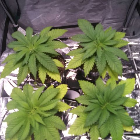 Tangerine Dream growlog timeline photo