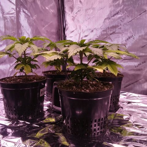 Tangerine Dream growlog timeline photo