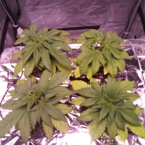 Tangerine Dream growlog timeline photo