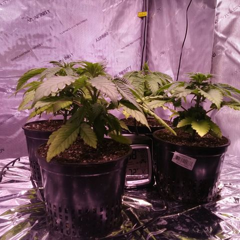 Tangerine Dream growlog timeline photo