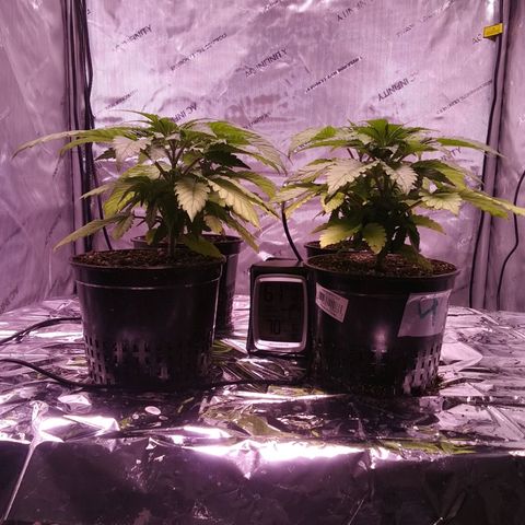 Tangerine Dream growlog timeline photo