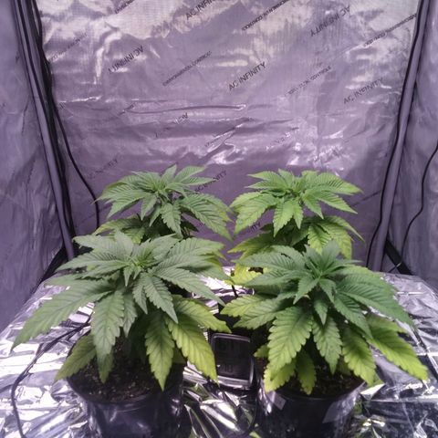 Tangerine Dream growlog timeline photo