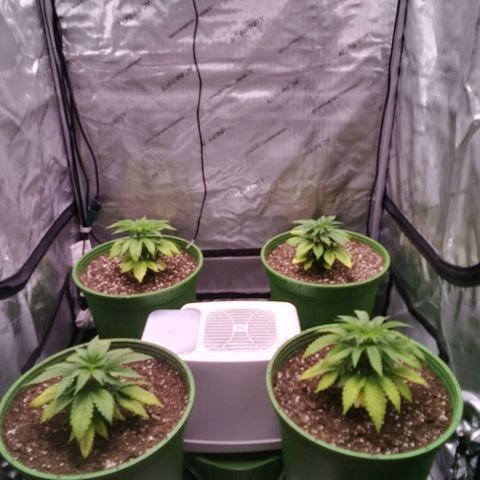 Tangerine Dream growlog timeline photo