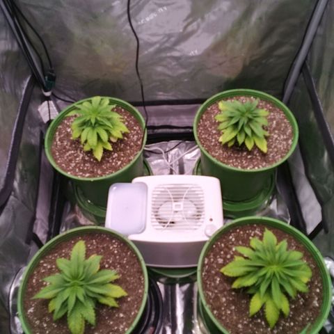 Tangerine Dream growlog timeline photo