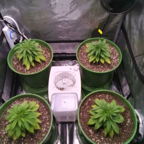 Tangerine Dream growlog timeline photo