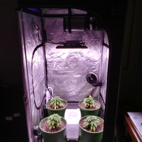 Tangerine Dream growlog timeline photo
