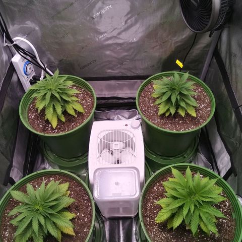 Tangerine Dream growlog timeline photo