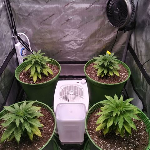 Tangerine Dream growlog timeline photo