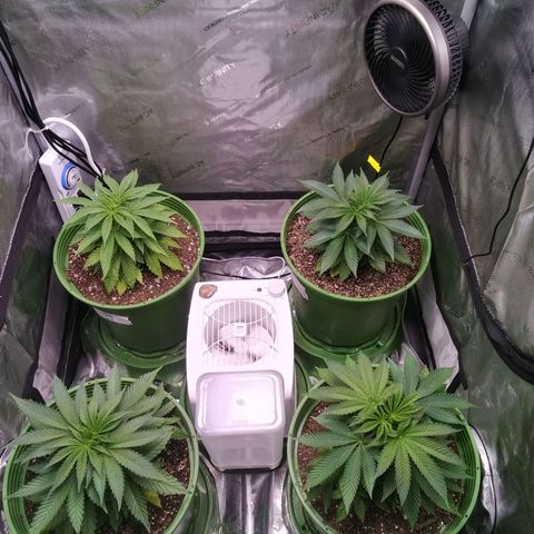 Tangerine Dream growlog timeline photo