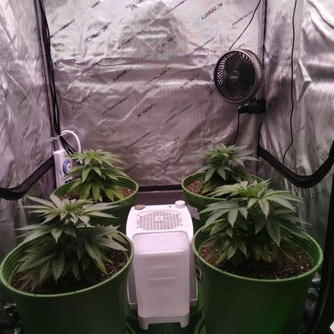 Tangerine Dream growlog timeline photo