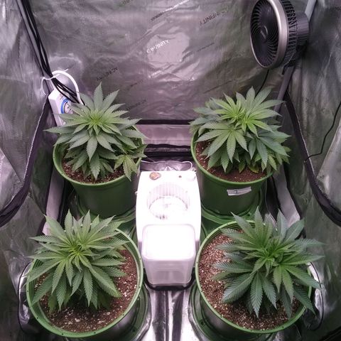 Tangerine Dream growlog timeline photo