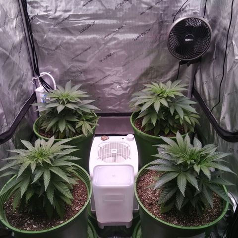 Tangerine Dream growlog timeline photo
