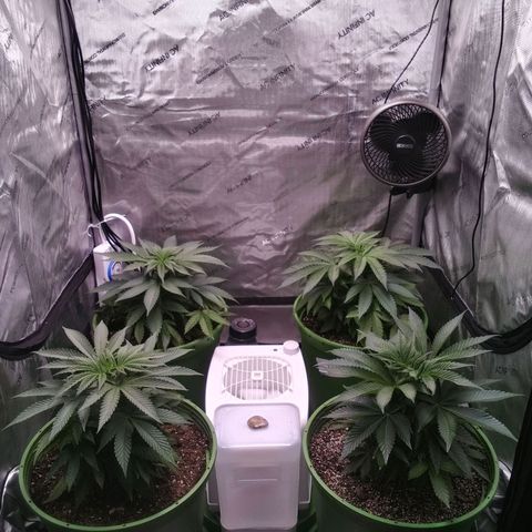Tangerine Dream growlog timeline photo