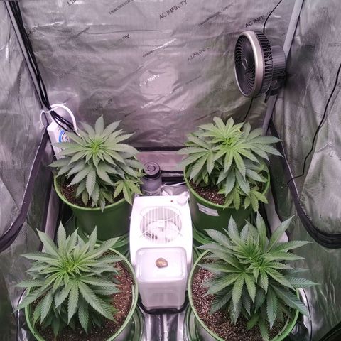 Tangerine Dream growlog timeline photo