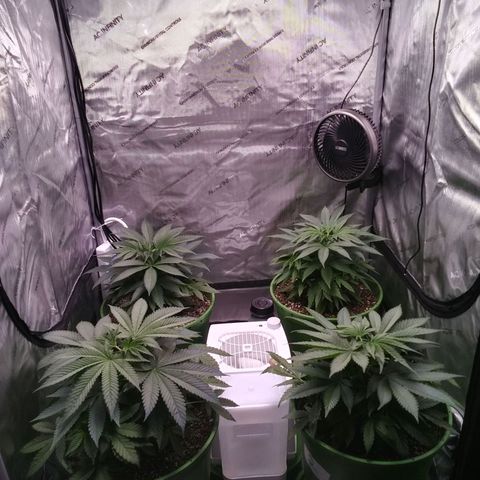 Tangerine Dream growlog timeline photo