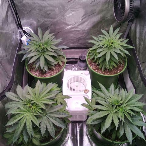 Tangerine Dream growlog timeline photo