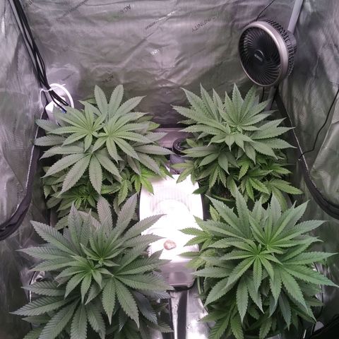 Tangerine Dream growlog timeline photo