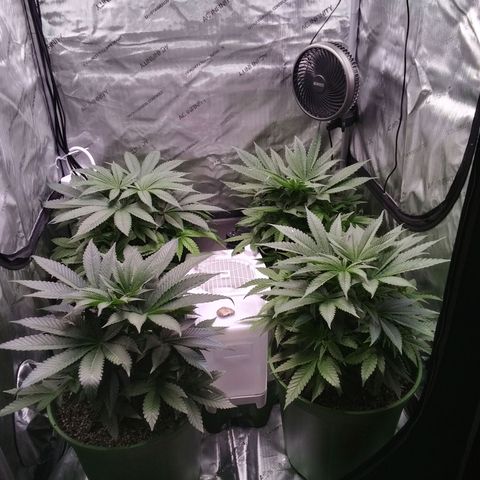 Tangerine Dream growlog timeline photo