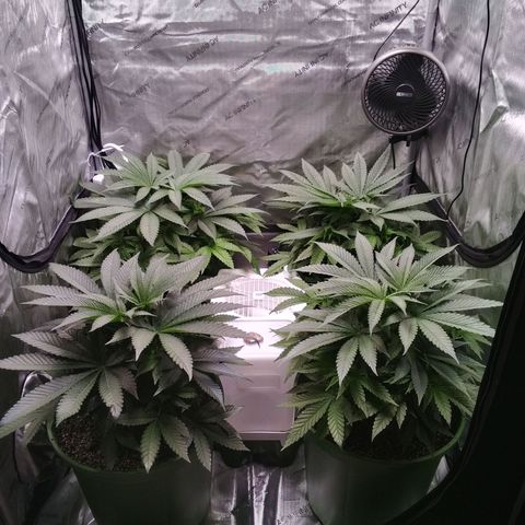 Tangerine Dream growlog timeline photo