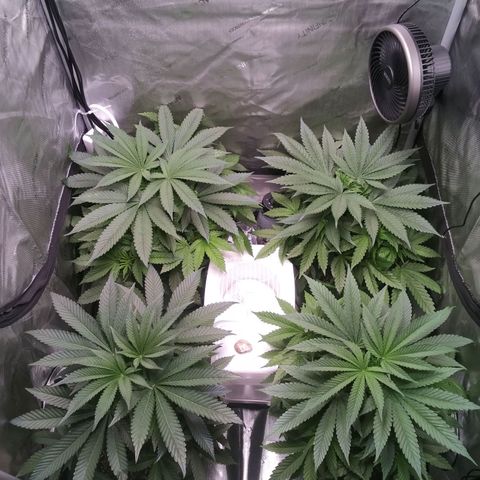 Tangerine Dream growlog timeline photo