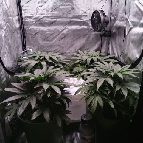 Tangerine Dream growlog timeline photo