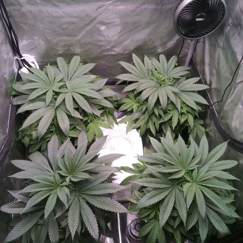 Tangerine Dream growlog timeline photo