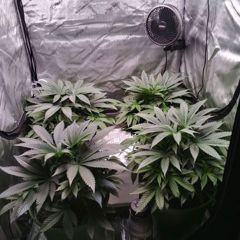 Tangerine Dream growlog timeline photo