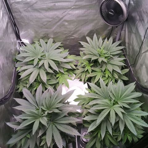 Tangerine Dream growlog timeline photo