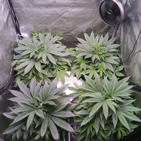 Tangerine Dream growlog timeline photo
