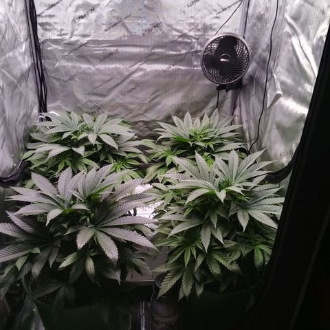 Tangerine Dream growlog timeline photo