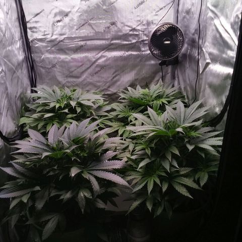 Tangerine Dream growlog timeline photo