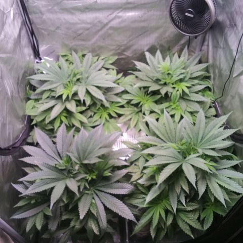 Tangerine Dream growlog timeline photo