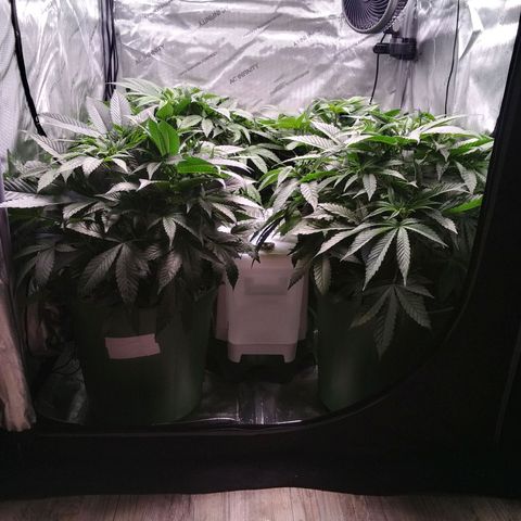 Tangerine Dream growlog timeline photo
