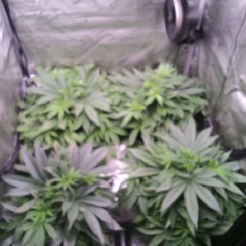 Tangerine Dream growlog timeline photo