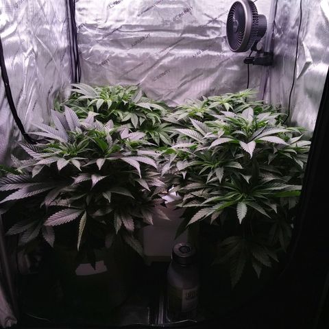 Tangerine Dream growlog timeline photo