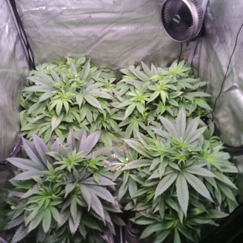 Tangerine Dream growlog timeline photo