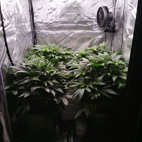 Tangerine Dream growlog timeline photo
