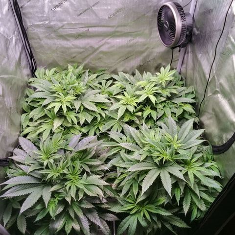 Tangerine Dream growlog timeline photo