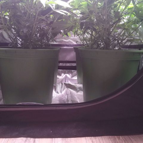 Tangerine Dream growlog timeline photo