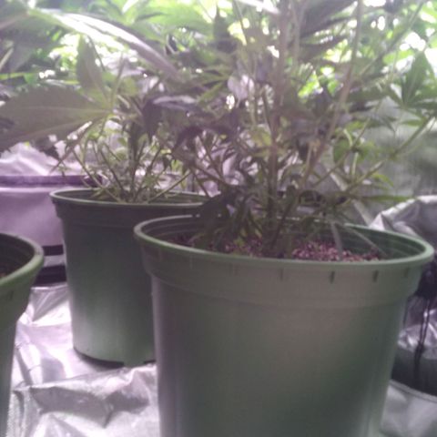 Tangerine Dream growlog timeline photo