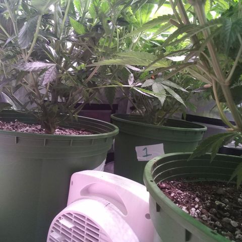 Tangerine Dream growlog timeline photo