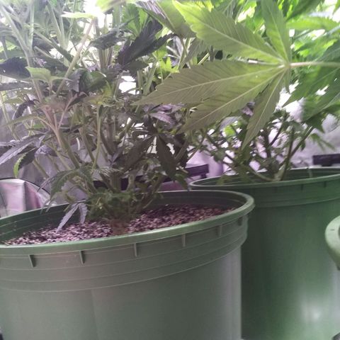 Tangerine Dream growlog timeline photo