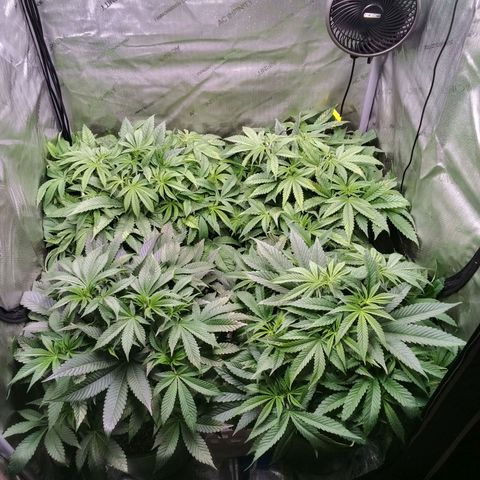 Tangerine Dream growlog timeline photo