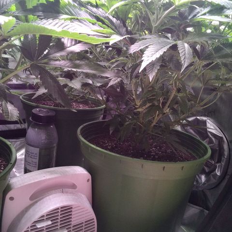Tangerine Dream growlog timeline photo
