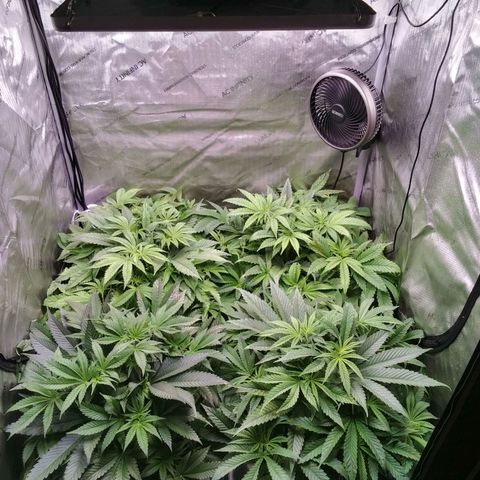 Tangerine Dream growlog timeline photo