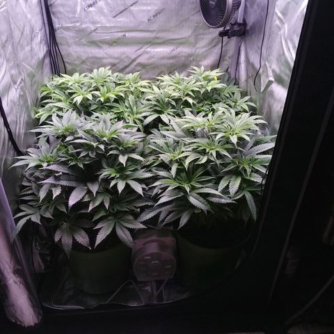 Tangerine Dream growlog timeline photo