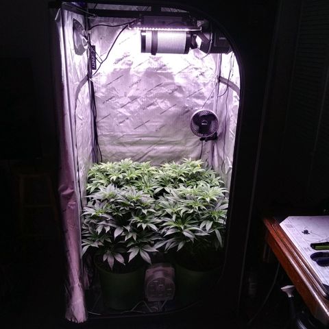 Tangerine Dream growlog timeline photo