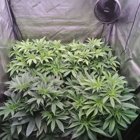 Tangerine Dream growlog timeline photo