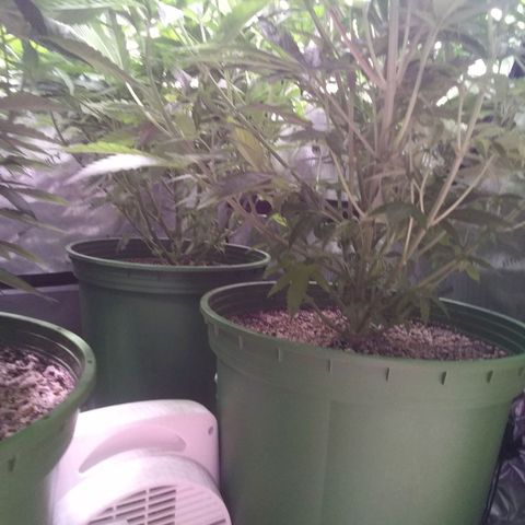 Tangerine Dream growlog timeline photo