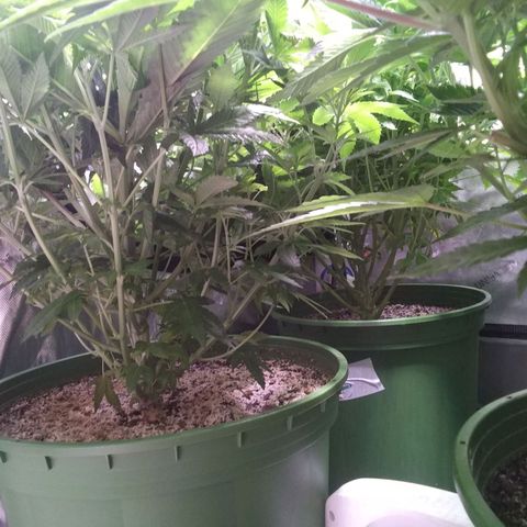 Tangerine Dream growlog timeline photo